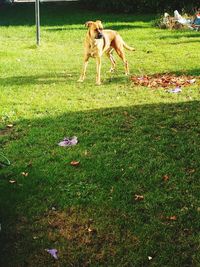 Dog on grassy field