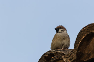 Low angle view of bird perching on rock