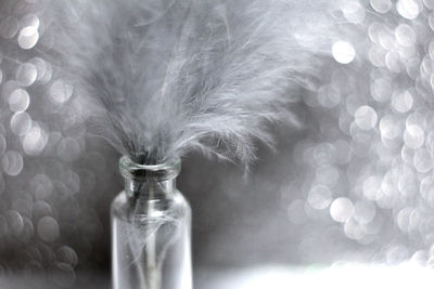 Close-up of feather on glass