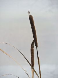 Close-up of lizard on plant