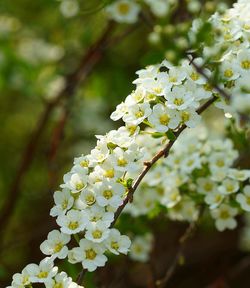 Close-up of white flowers blooming on tree