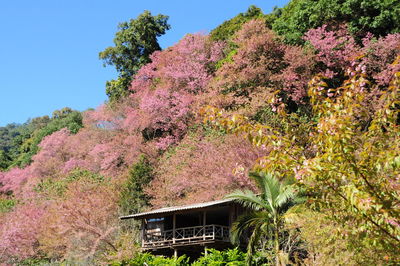 Low angle view of pink flowers on tree