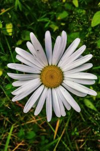 Close-up of white flower blooming outdoors