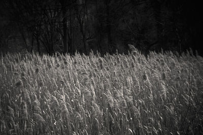 Grass growing on field