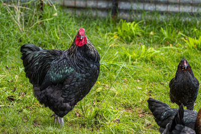 Rooster on field