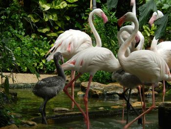 Birds in water