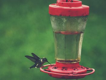 Close-up of red object