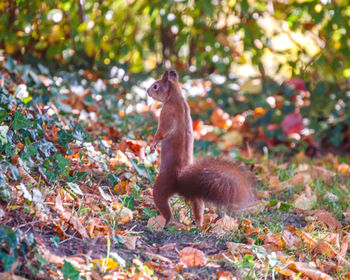 Squirrel on ground