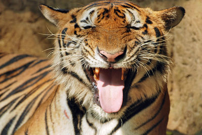 Close-up portrait of tiger