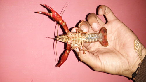 Close-up of hand holding crab