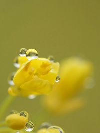 Close-up of yellow flower