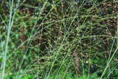 Full frame shot of wet plants
