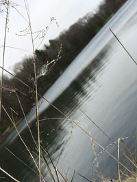 Close-up of plants against the sky