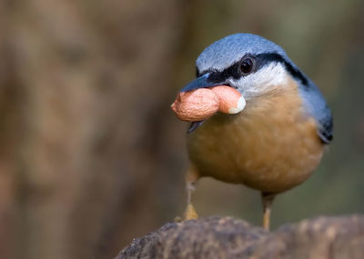 Close-up of bird perching on rock