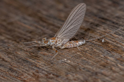 Close-up of butterfly on wood