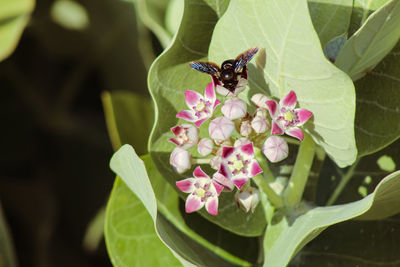 Insect on pink flower