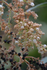 Close-up of white flowers blooming in park