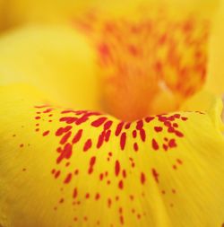 Full frame shot of yellow flower