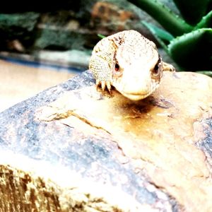 Close-up of lizard