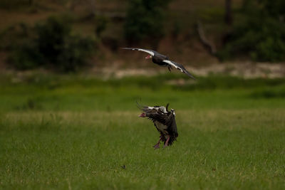 Bird flying over a field