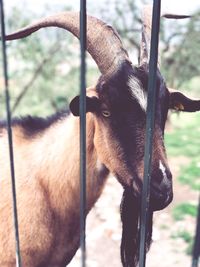 Close-up of a horse