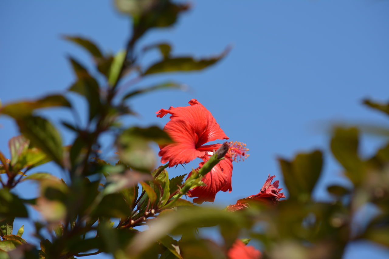 Red flower against blue sky