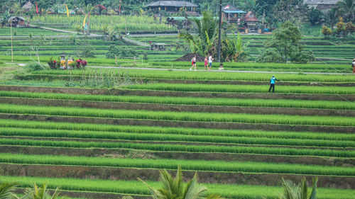 Scenic view of agricultural field