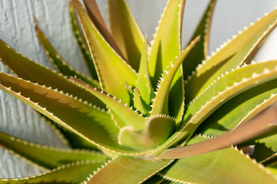 Close-up of succulent plant