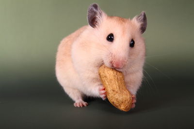 Golden hamster eating peanut on surface