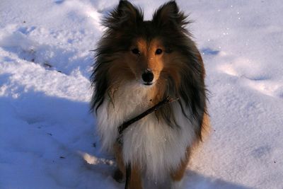 Dog on snow field against sky