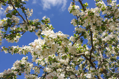 Low angle view of cherry blossoms against sky