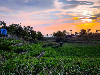 Scenic view of field against sky during sunset