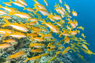 Yellow fish swimming in sea