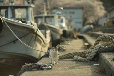 Cat living in okishima island with cherry blossom in full bloom