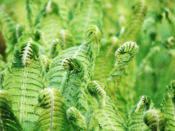 Close-up of fresh green plant