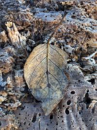 High angle view of dry leaves on land during winter