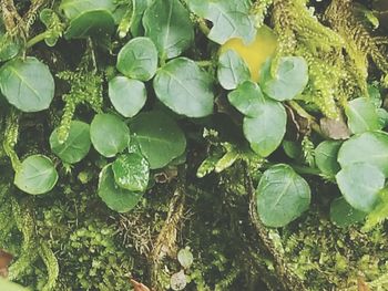 High angle view of raindrops on leaves