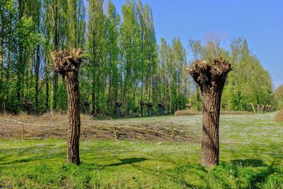 Trees on field against sky