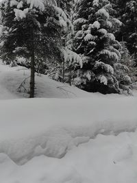 Trees on snow covered landscape