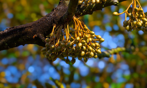 Close-up of tree