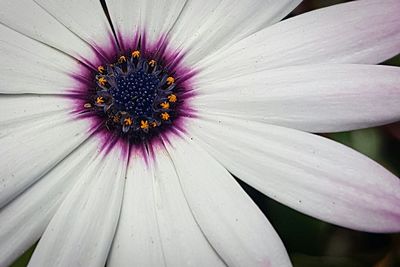 Close-up of purple coneflower blooming outdoors