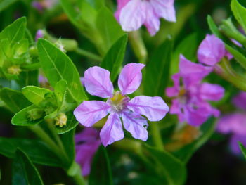 Close-up of purple flowering plant