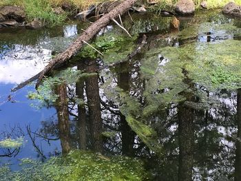 High angle view of trees by lake