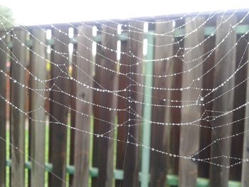 Close-up of spider web