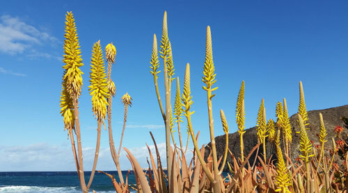 Close-up of plants growing on field against sky