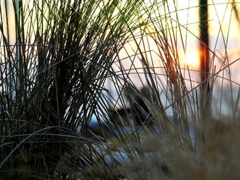 Close-up of grass on field against sky during sunset
