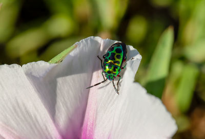 Close-up of insect on white flower