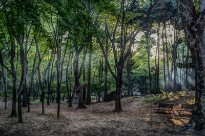 Trees in forest