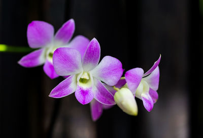 Close-up of purple flowering plant