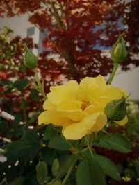 Close-up of yellow flower blooming outdoors